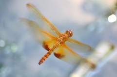 Hydrobasileus croceus