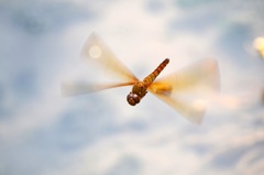 Hydrobasileus croceus