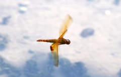 Hydrobasileus croceus