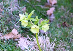 Helleborus odorus