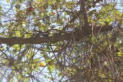 Vireo solitarius
