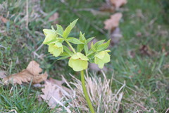 Helleborus odorus