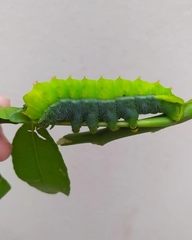 Rothschildia speculifer