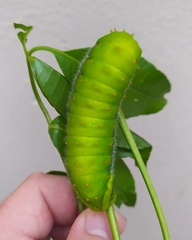 Rothschildia speculifer
