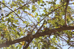 Vireo solitarius