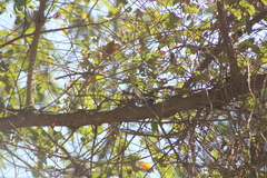 Vireo solitarius