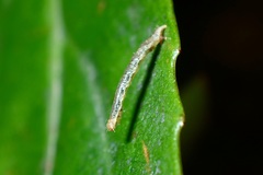 Pseudocollix hyperythra