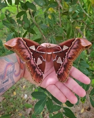 Rothschildia speculifer
