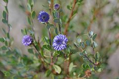 Globularia alypum