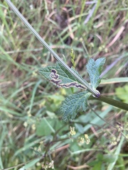 Phytomyza saniculae
