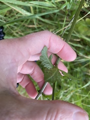 Phytomyza saniculae