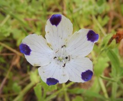 Nemophila maculata