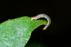 Pseudocollix hyperythra