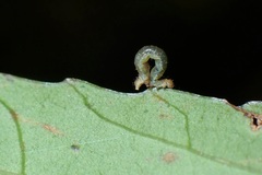 Pseudocollix hyperythra