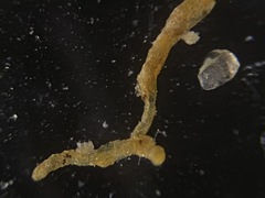 Astrorhizida