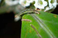 Pseudocollix hyperythra