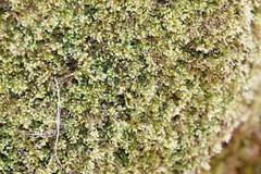 Ctenidium molluscum