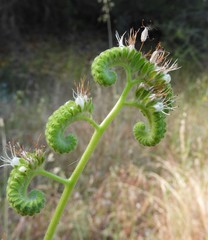 Phacelia heterophylla