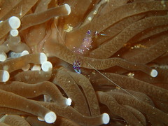 Ancylomenes sarasvati