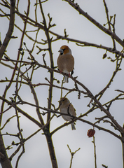 Coccothraustes coccothraustes
