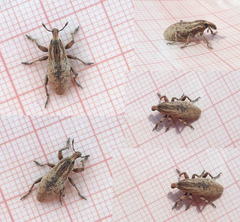 Pseudocleonus