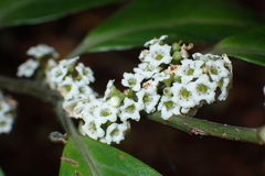 Pseudocollix hyperythra