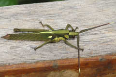 Aeolacris octomaculata