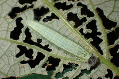 Abraximorpha davidii