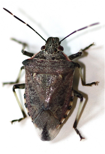 Podisus serieventris