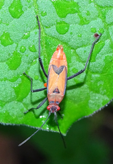 Leptocoris mutilatus