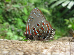 Hypochrysops polycletus