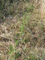 Phacelia heterophylla