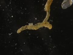 Astrorhizida