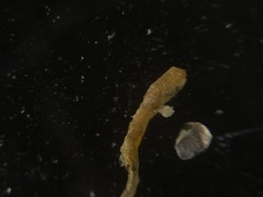 Astrorhizida