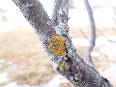 Xanthomendoza fallax