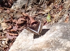 Bassarona teuta