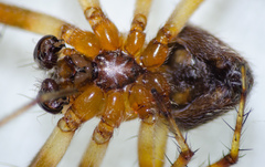 Araneus bispinosus