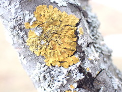 Xanthomendoza fallax