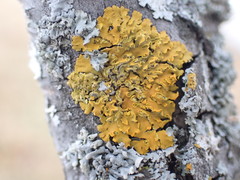 Xanthomendoza fallax