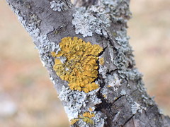 Xanthomendoza fallax