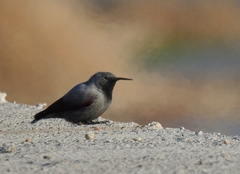 Tichodroma muraria