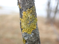 Xanthoria parietina