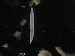 Hyalinonetrion elongatum