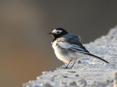 Motacilla alba personata
