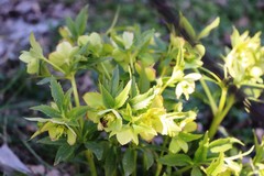 Helleborus odorus