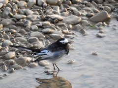 Motacilla alba personata