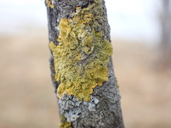 Xanthoria parietina
