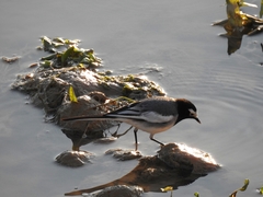 Motacilla alba personata