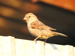 Passer domesticus