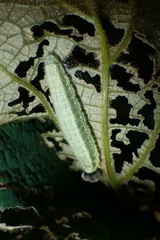 Abraximorpha davidii